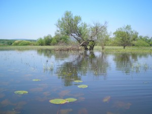 bodrogzugi-csend-elet.jpg
