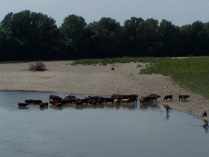 tisza-tura-www.tiszatura-vizitura.eoldal.hu-tiszaujlak-es-tiszabecs-kozott.jpg
