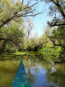 tisza-to-mangrove-12.jpg