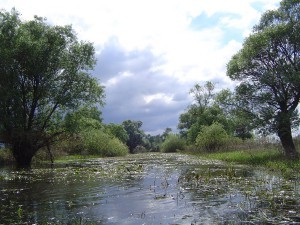 bodrogzug-zsaro-er-www.szigetkozvizitura.hu-001.jpg